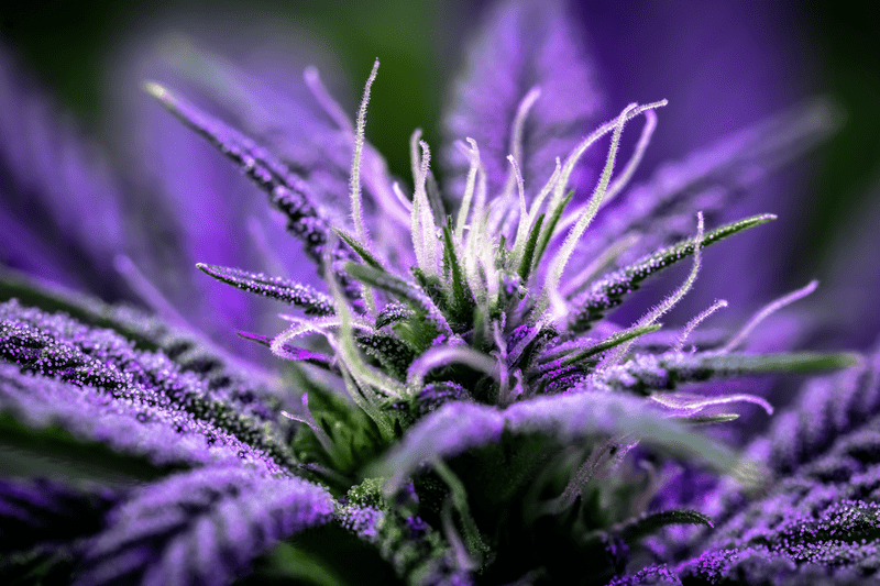 Discovering Cannabis Strains from Lesser-Known to Blockbuster Bud Equivalents